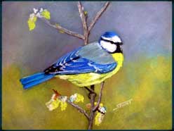 mésange bleu