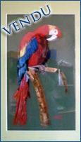 péroquet